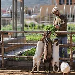 Agroturismo Milea Agritourism *