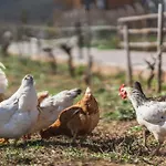 Milea Agritourism