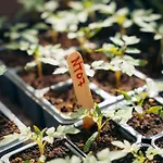 Milea Agritourism טריפוליס
