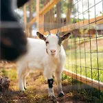 Milea Agritourism