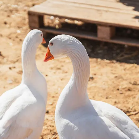 Milea Agritourism Vakantieboerderij *