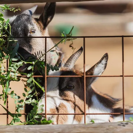 Milea Agritourism Bauernhof *