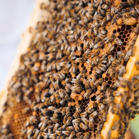 Milea Agritourism Lantgård Tripoli