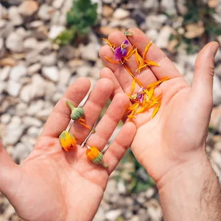 Feriegård Milea Agritourism *