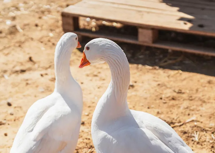 Milea Agritourism Farmház *