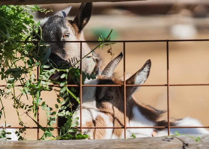 Milea Agritourism Farmház *