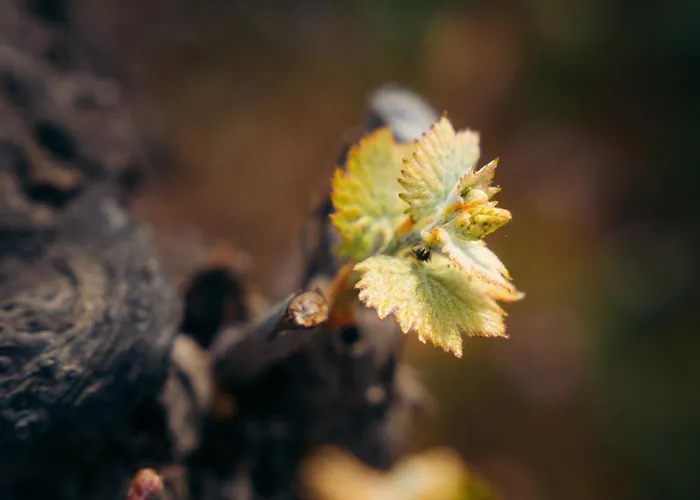 Milea Agritourism * Trípoli