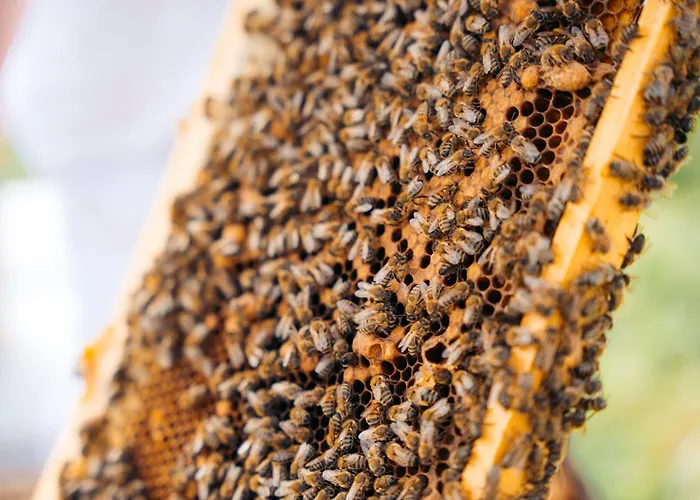 Milea Agritourism Farmház Trípoli